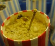 acuminata(narrow)-sprout2.jpg
