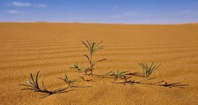 baby+acacia+-+empty+quarter+desert.jpg