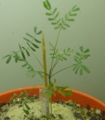 acuminata_broad.jpg