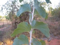 elephant_ears_wattle.jpg