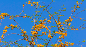 Acacia+farnesiana+flowers.png