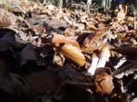 DSCF4600.JPG