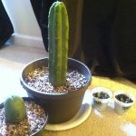 cactus.JPG