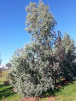 picture-caerulescens3.JPG