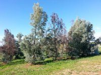 picture-caerulescens6.JPG