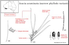 acuminata_(narrow_phyllode_variant).jpg