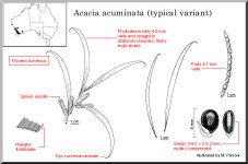 acuminata_(typical_variant).jpg