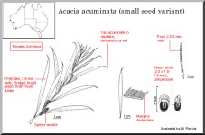 acuminata_(small_seed_variant).jpg