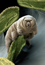 Water+Bear+(Tardigrade).jpg