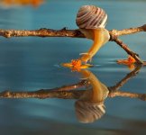 macro-photography-snails-vyacheslav-mishchenko-4.jpg