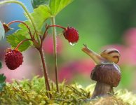 macro-photography-snails-vyacheslav-mishchenko-5-1.jpg