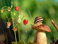 macro-photography-snails-vyacheslav-mishchenko-8.jpg