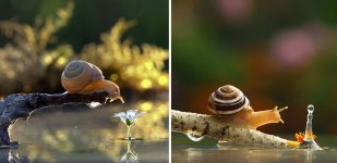 macro-photography-snails-vyacheslav-mishchenko-12.jpg