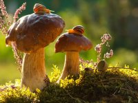 macro-photography-snails-vyacheslav-mishchenko-3.jpg