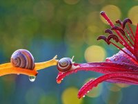 macro-photography-snails-vyacheslav-mishchenko-2.jpg