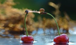 macro-photography-snails-vyacheslav-mishchenko-1.jpg
