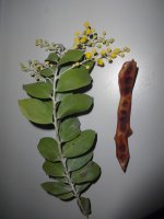 picture-podalyriifolia.JPG