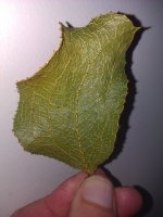 IMAG0657.jpg