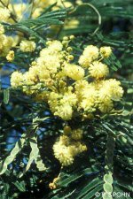 acacia_mearnsii_B.jpg