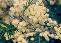 acacia-mearnsii.jpg