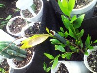 Acacia+simplex.jpg
