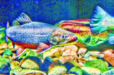 colorful-trout-mike-obrien.jpg