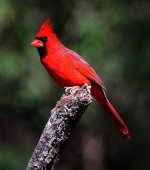 cardinal-norther_male_img_0048b.jpg