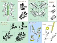 acacia-taxonomy.jpg