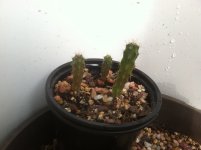 IMG_0964.JPG