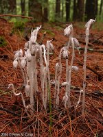 monotropa-uniflora-2.jpg
