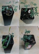 acuminata(broad)-3month.jpg