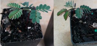 cyclops-2month.jpg
