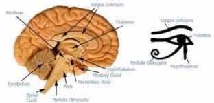 eye_of_horus_thalamus_brain_450%5B1%5D.jpg