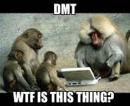 Chimpanzees.jpg