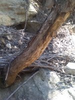 tree+ringbarked+2.jpg