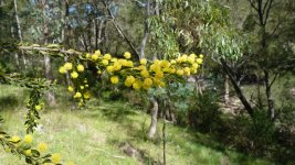 acacia_paradoxa_a.jpg
