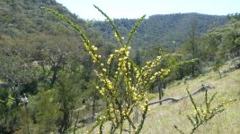acacia_paradoxa_b.jpg