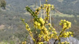 acacia_paradoxa_c.jpg