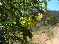 acacia_undulifolia_a.jpg