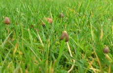 shroom1.jpg