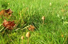 shroom2.jpg
