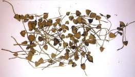 shroom3.jpg