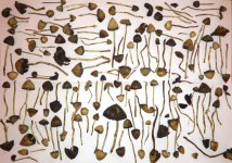 shroom4.jpg