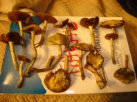 jamies+pics+346.JPG