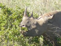 rhino+acacia+kenya.JPG