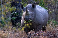 Black-Rhino-.jpg
