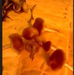 apcyanny.jpg