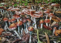 Psilocybe-cyanescens-Wavy-caps.jpg