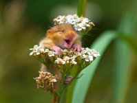 wild-mouse-photography-4.jpg