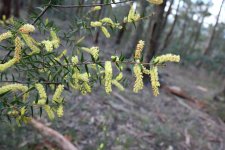 acacia+oxycedrus.jpg